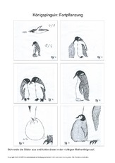 009 pinguin fortpflanzung ausschneiden.pdf